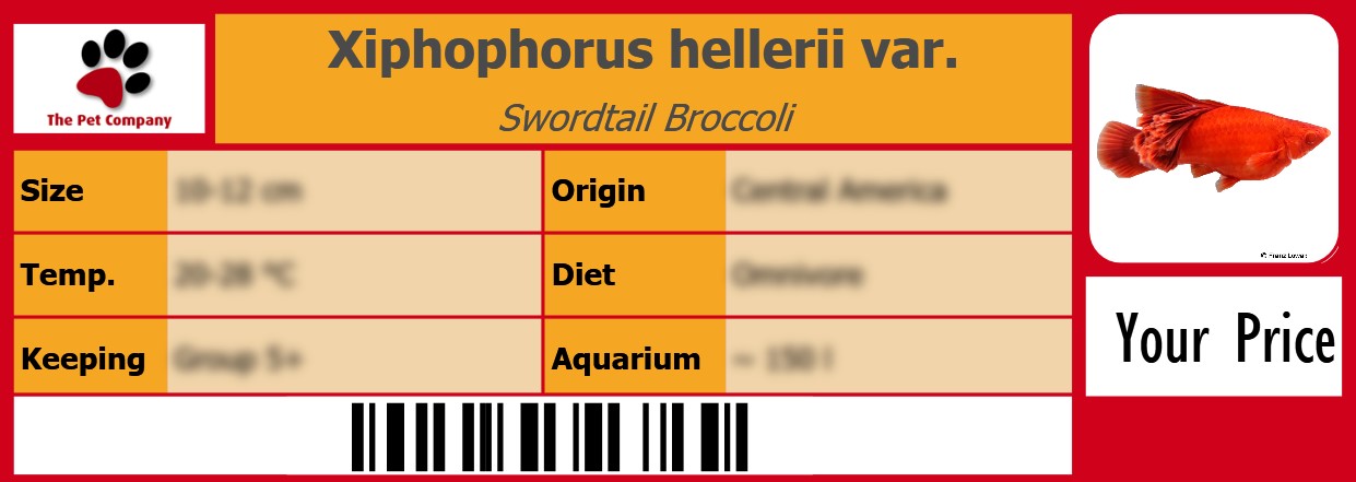 Xiphophorus hellerii var. Swordtail Broccoli 105 x 38 mm