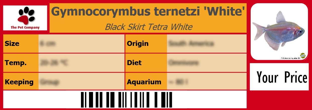 Gymnocorymbus ternetzi 'White' Black Skirt Tetra White 105 x 38 mm