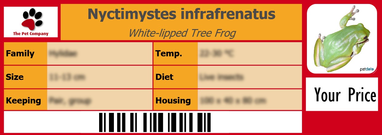 Nyctimystes infrafrenatus White-lipped Tree Frog 105 x 38 mm