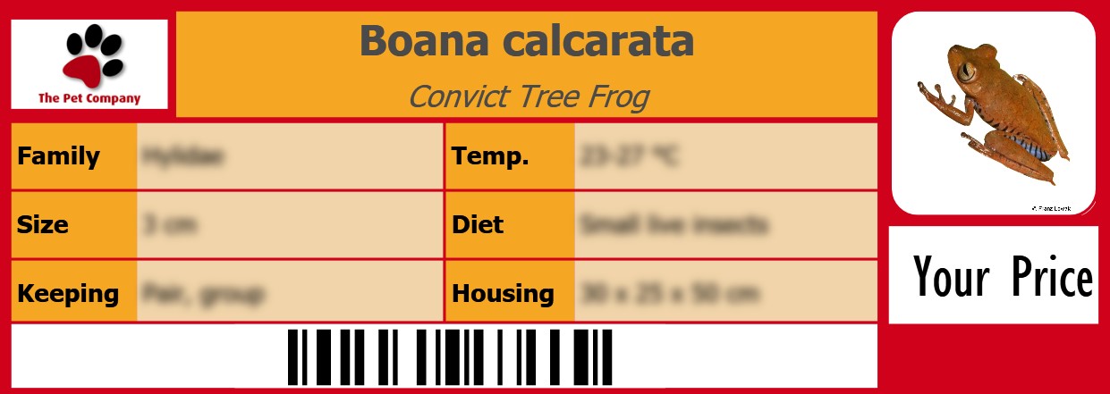 Boana calcarata Convict Tree Frog 105 x 38 mm
