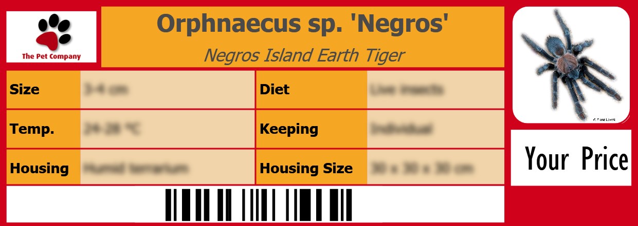 Orphnaecus sp. 'Negros' Negros Island Earth Tiger 105 x 38 mm