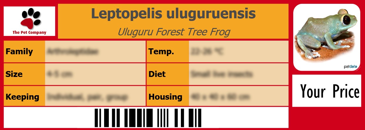 Leptopelis uluguruensis Uluguru Forest Tree Frog 105 x 38 mm