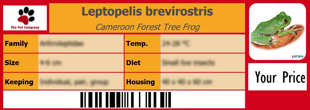 Leptopelis brevirostris Cameroon Forest Tree Frog 105 x 38 mm