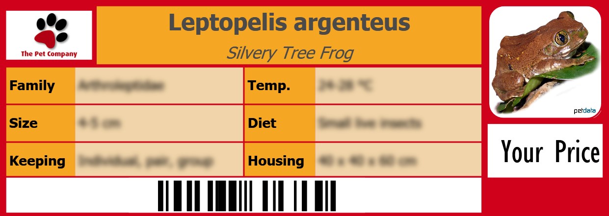 Leptopelis argenteus Silvery Tree Frog 105 x 38 mm