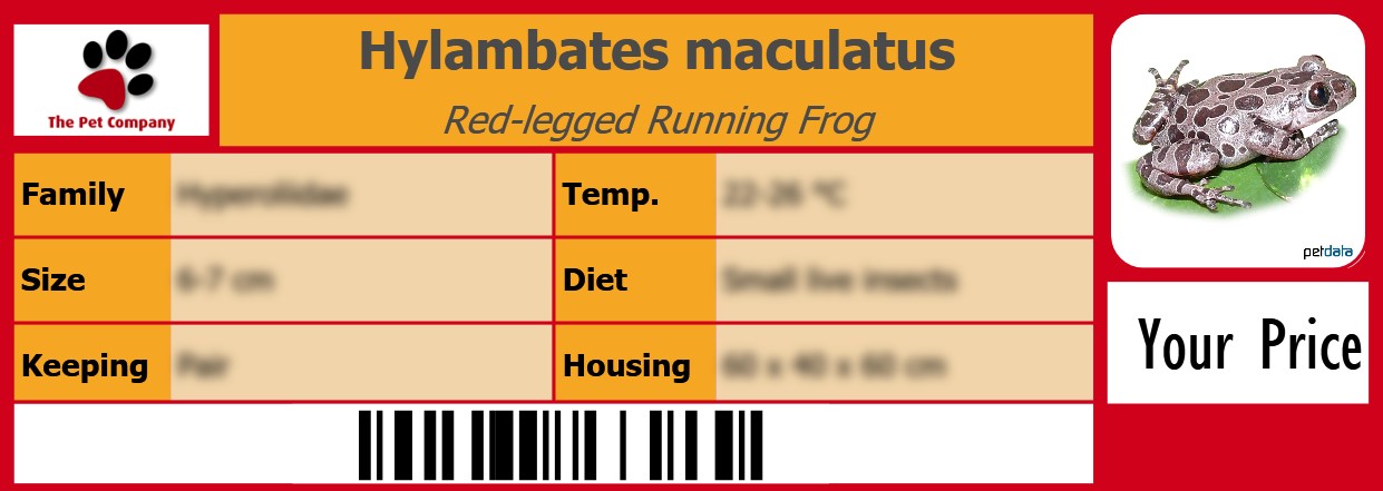 Hylambates maculatus Red-legged Running Frog 105 x 38 mm