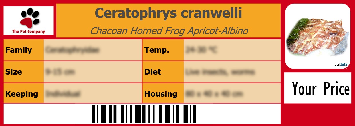 Ceratophrys cranwelli Chacoan Horned Frog Apricot-Albino 105 x 38 mm