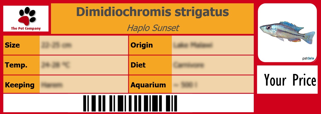 Dimidiochromis strigatus Haplo Sunset 105 x 38 mm