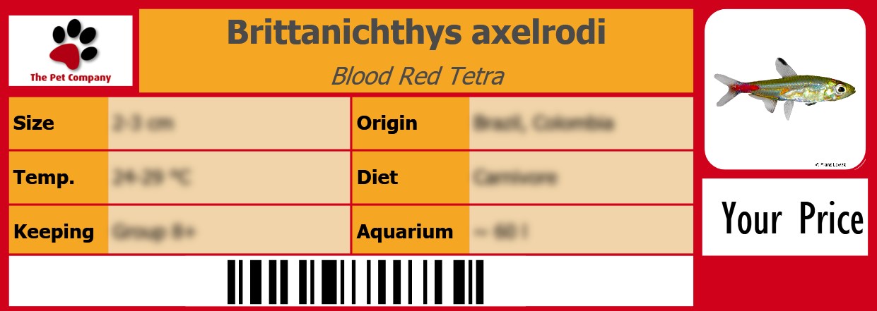 Brittanichthys axelrodi Blood Red Tetra 105 x 38 mm