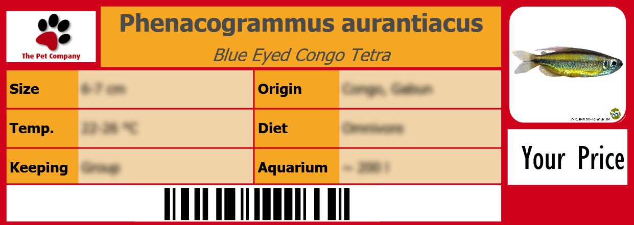 Phenacogrammus aurantiacus Blue Eyed Congo Tetra 105 x 38 mm