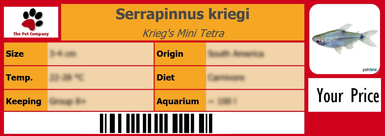 Serrapinnus kriegi Krieg's Mini Tetra 105 x 38 mm