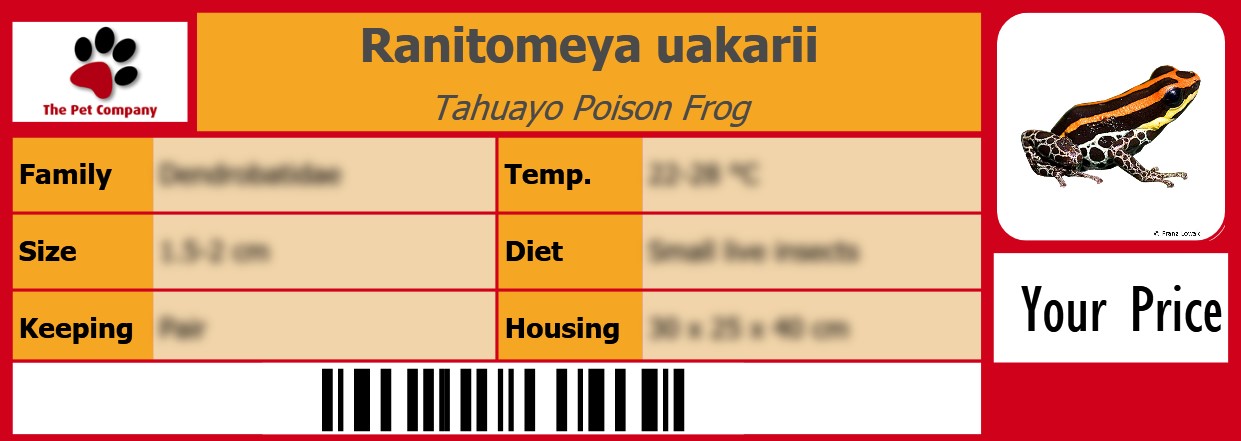 Ranitomeya uakarii Tahuayo Poison Frog 105 x 38 mm