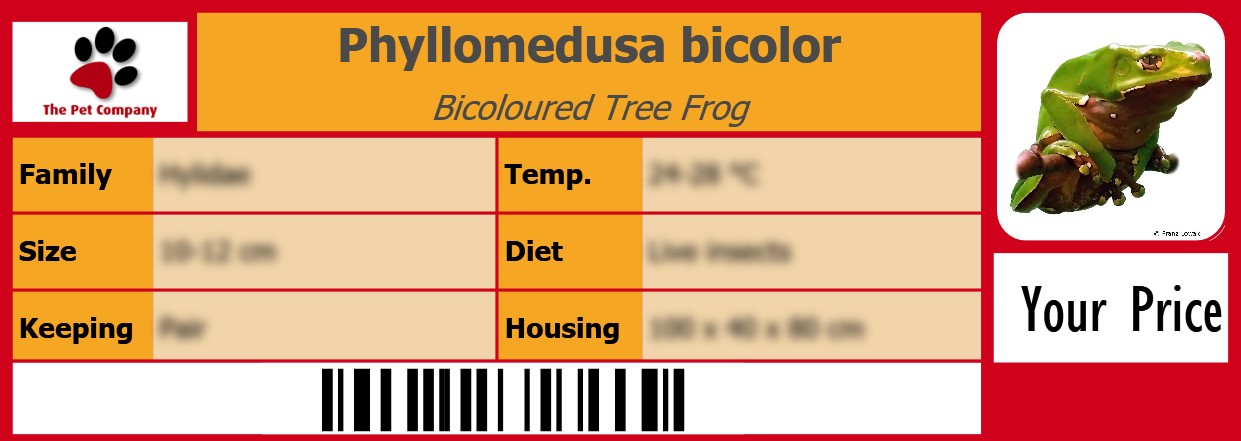 Phyllomedusa bicolor Bicoloured Tree Frog 105 x 38 mm