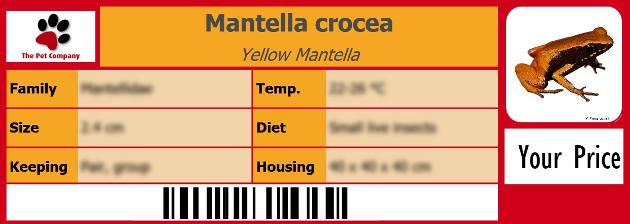 Mantella crocea Yellow Mantella 105 x 38 mm