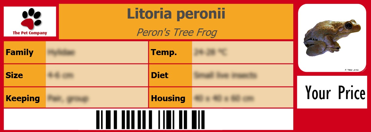 Litoria peronii Peron's Tree Frog 105 x 38 mm