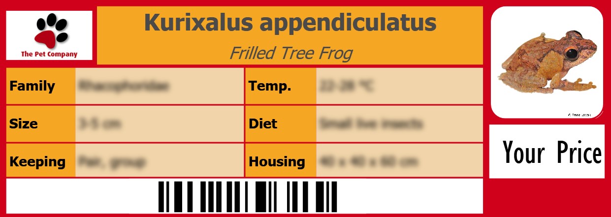 Kurixalus appendiculatus Frilled Tree Frog 105 x 38 mm