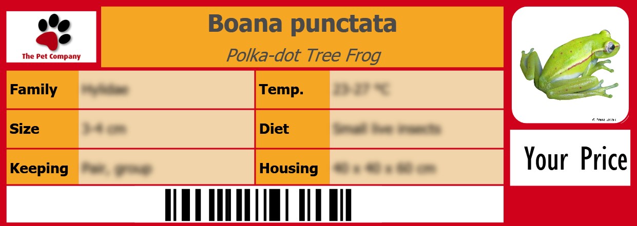 Boana punctata Polka-dot Tree Frog 105 x 38 mm