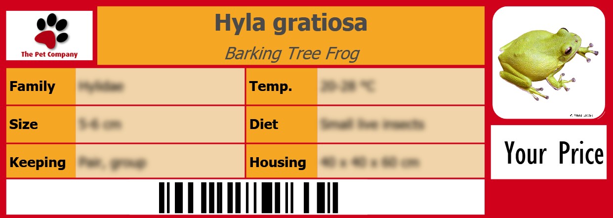 Hyla gratiosa Barking Tree Frog 105 x 38 mm