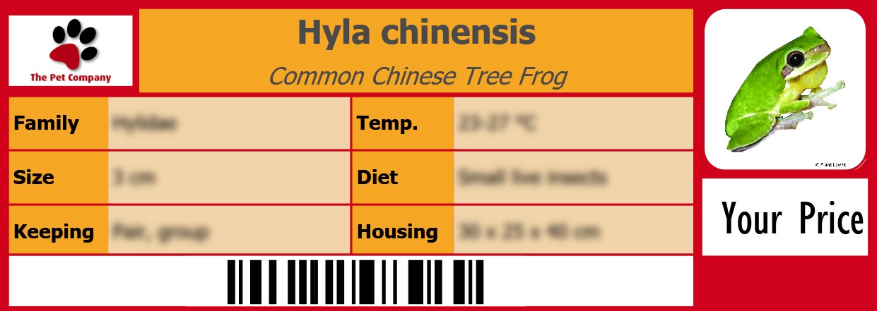Hyla chinensis Common Chinese Tree Frog 105 x 38 mm