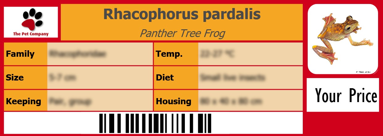 Rhacophorus pardalis Panther Tree Frog 105 x 38 mm