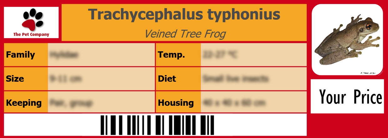 Trachycephalus typhonius Veined Tree Frog 105 x 38 mm
