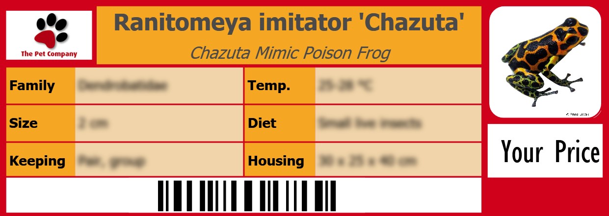 Ranitomeya imitator 'Chazuta' Chazuta Mimic Poison Frog 105 x 38 mm