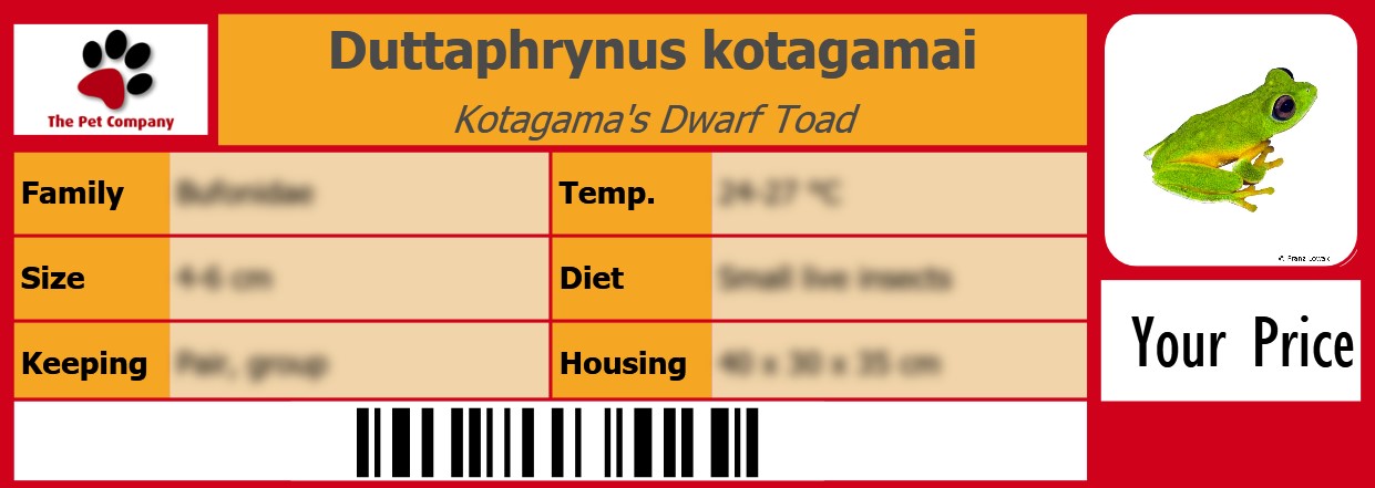 Duttaphrynus kotagamai Kotagama's Dwarf Toad 105 x 38 mm