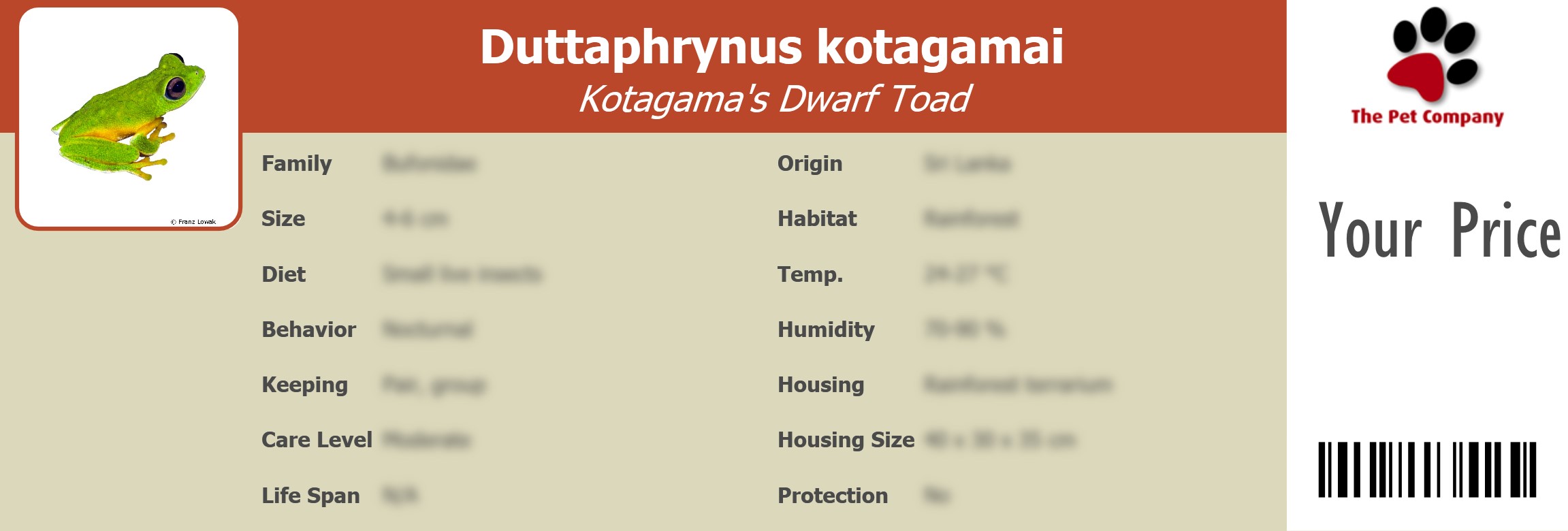 Duttaphrynus kotagamai Kotagama's Dwarf Toad 195 x 66 mm