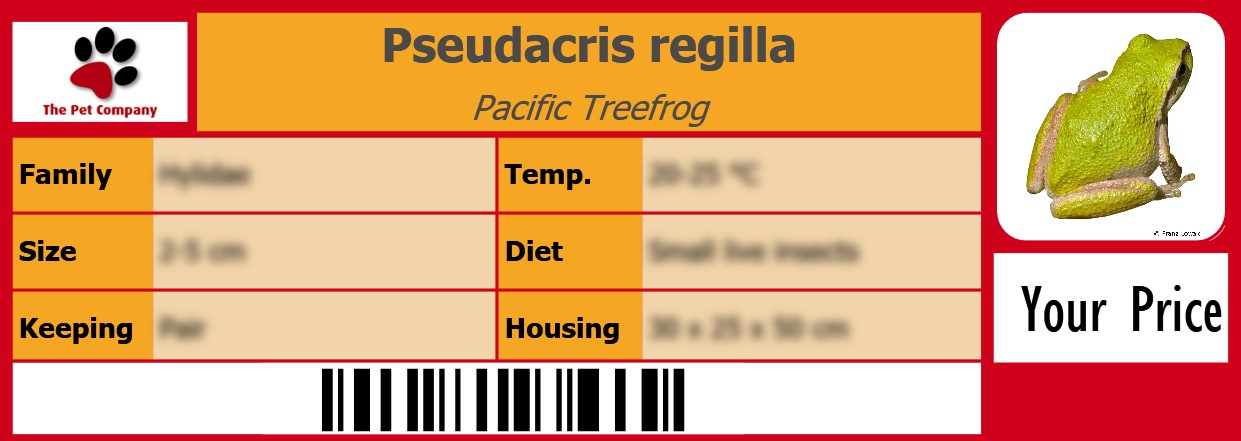 Pseudacris regilla Pacific Treefrog 105 x 38 mm