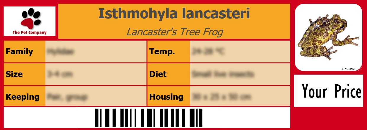 Isthmohyla lancasteri Lancaster's Tree Frog 105 x 38 mm