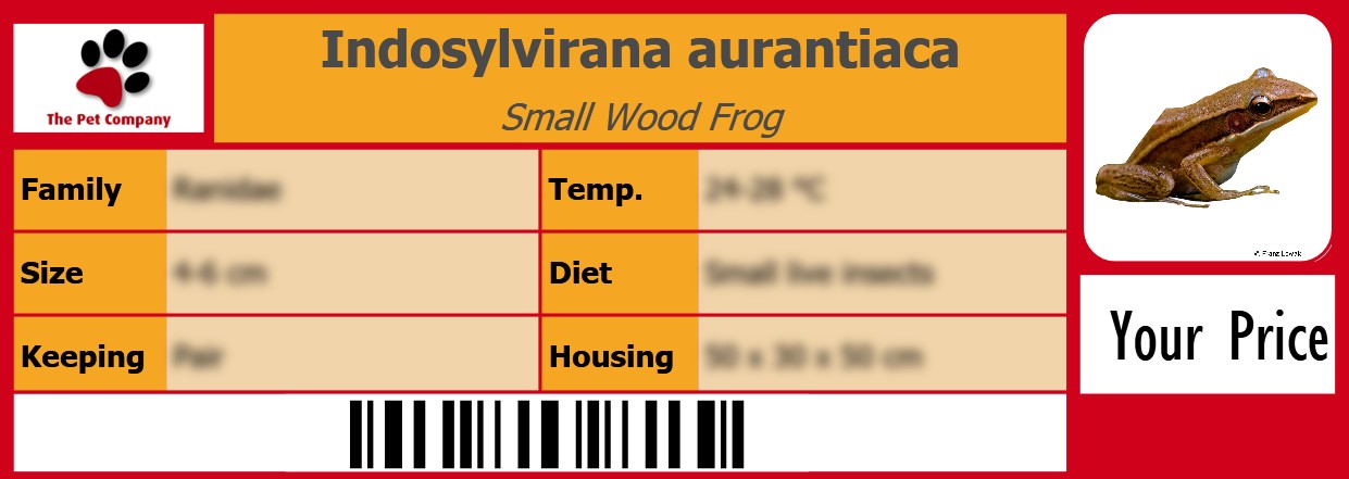 Indosylvirana aurantiaca Small Wood Frog 105 x 38 mm