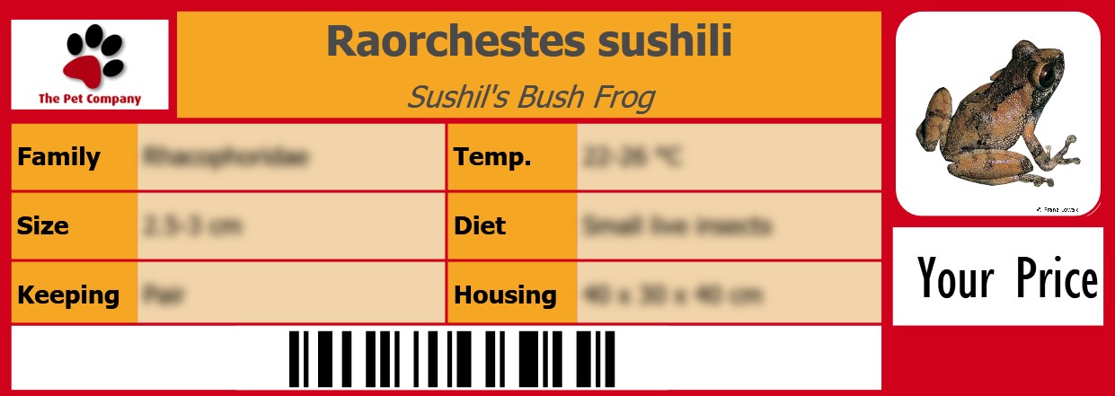 Raorchestes sushili Sushil's Bush Frog 105 x 38 mm