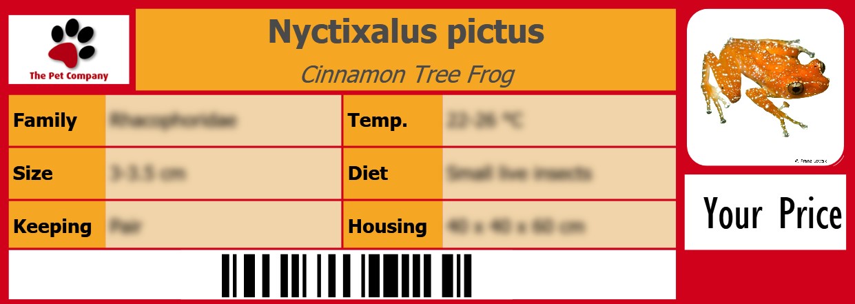 Nyctixalus pictus Cinnamon Tree Frog 105 x 38 mm