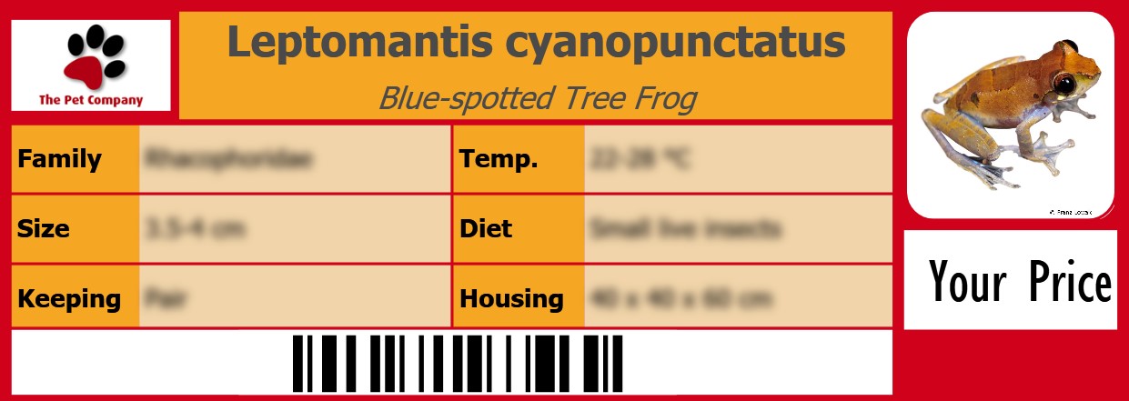 Leptomantis cyanopunctatus Blue-spotted Tree Frog 105 x 38 mm