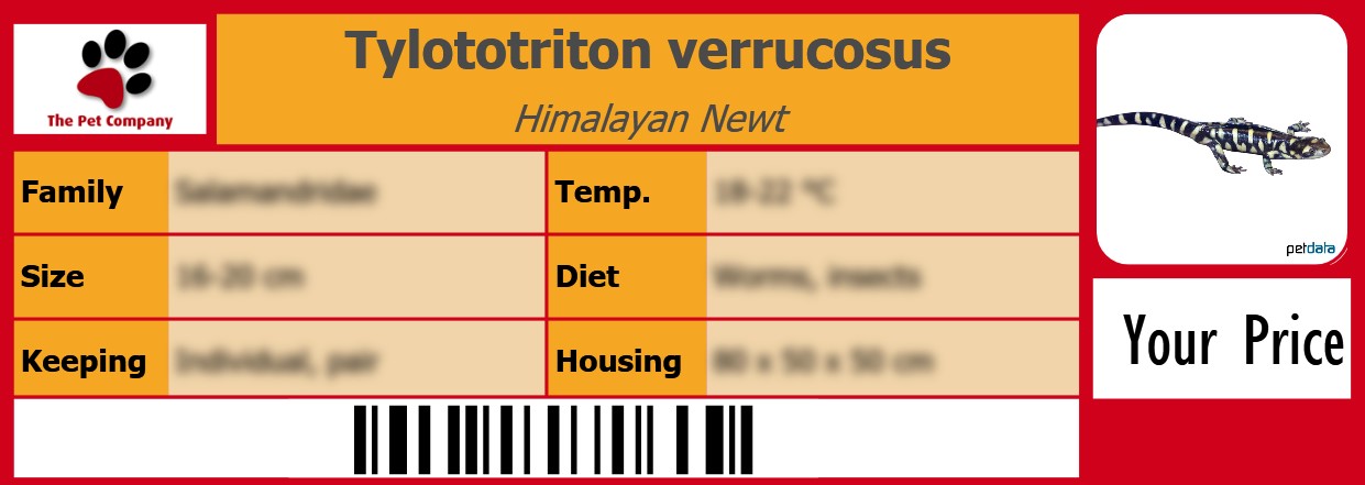Tylototriton verrucosus Himalayan Newt 105 x 38 mm