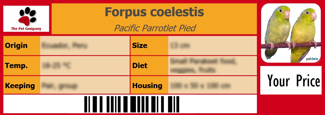 Forpus coelestis Pacific Parrotlet Pied 105 x 38 mm