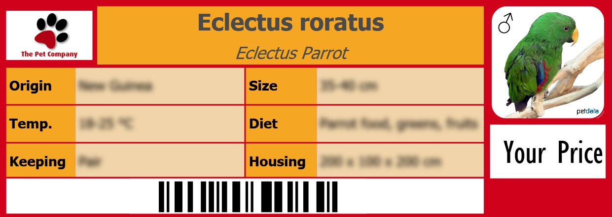 Eclectus roratus Eclectus Parrot 105 x 38 mm