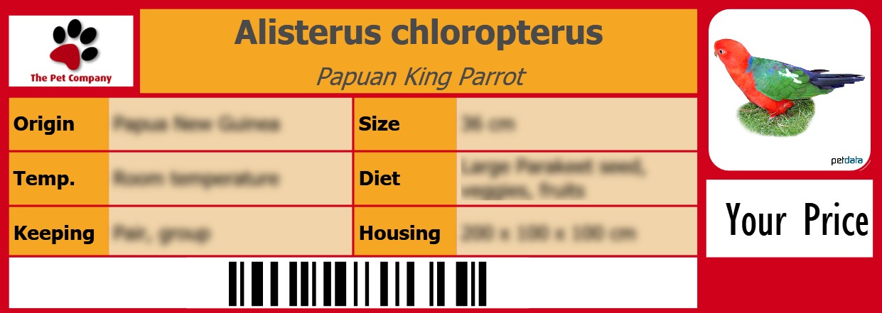 Alisterus chloropterus Papuan King Parrot 105 x 38 mm