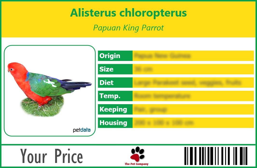 Alisterus chloropterus Papuan King Parrot 90 x 60 mm