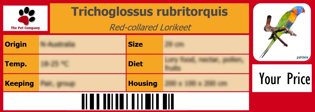 Trichoglossus rubritorquis Red-collared Lorikeet 105 x 38 mm