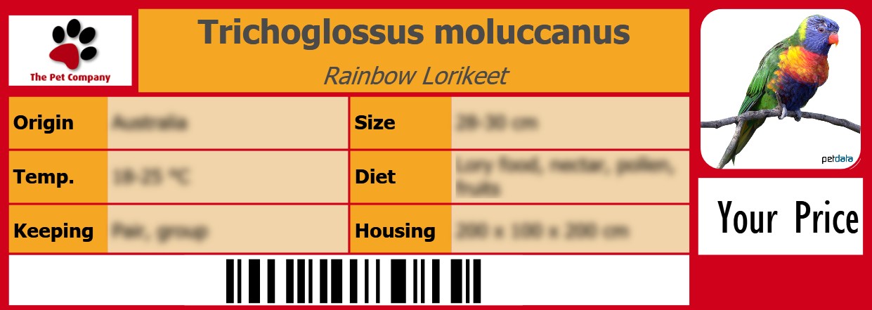 Trichoglossus moluccanus Rainbow Lorikeet 105 x 38 mm