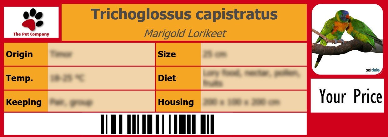 Trichoglossus capistratus Marigold Lorikeet 105 x 38 mm