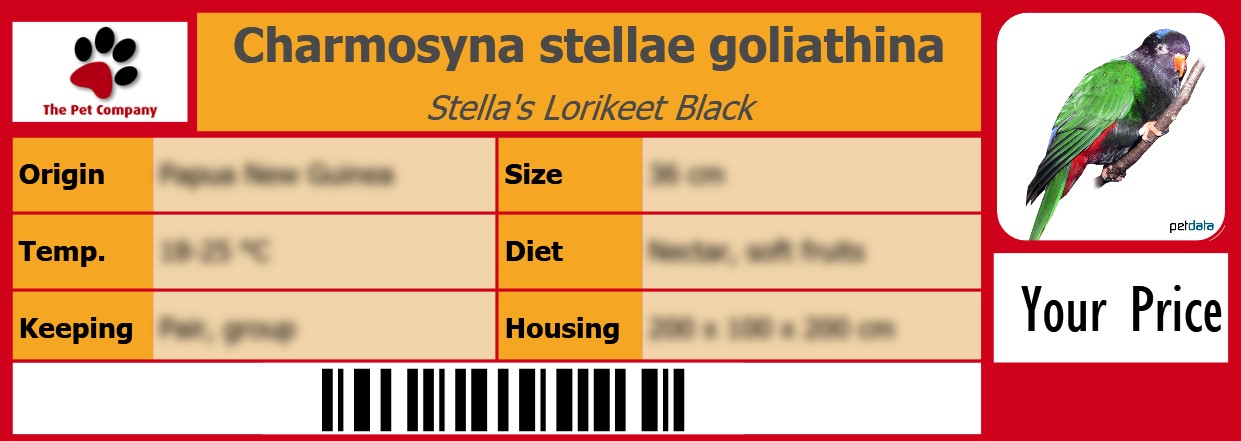 Charmosyna stellae goliathina Stella's Lorikeet Black 105 x 38 mm