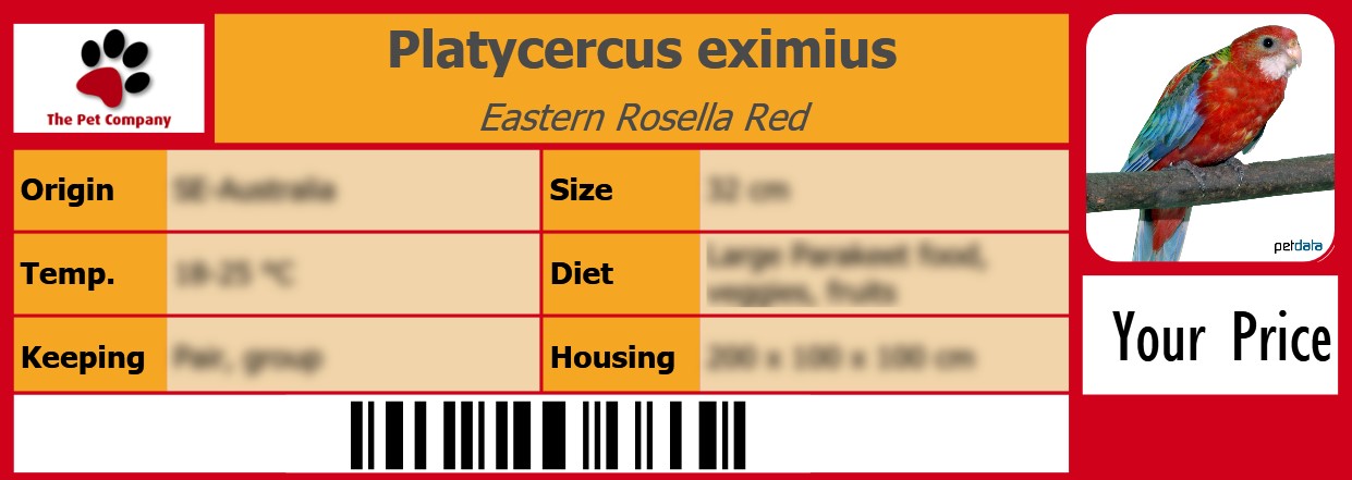 Platycercus eximius Eastern Rosella Red 105 x 38 mm