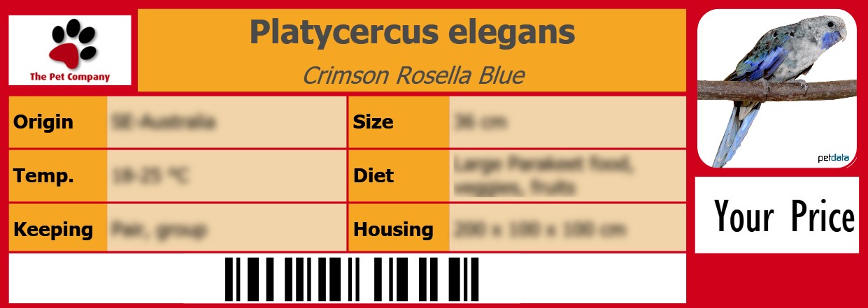 Platycercus elegans Crimson Rosella Blue 105 x 38 mm