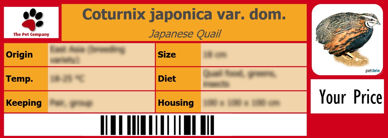 Coturnix japonica var. dom. Japanese Quail 105 x 38 mm