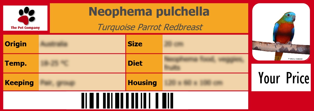 Neophema pulchella Turquoise Parrot Redbreast 105 x 38 mm