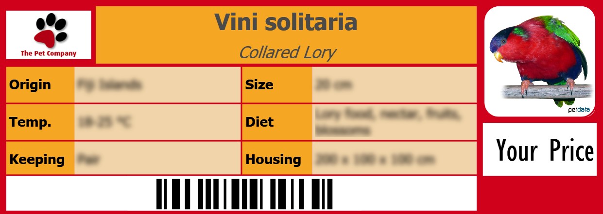 Vini solitaria Collared Lory 105 x 38 mm
