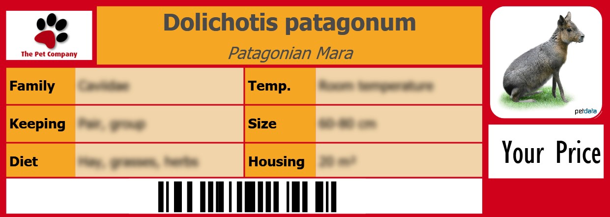 Dolichotis patagonum Patagonian Mara 105 x 38 mm