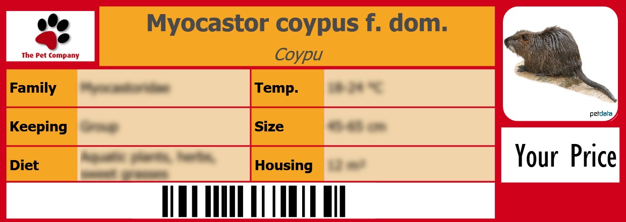 Myocastor coypus f. dom. Coypu 105 x 38 mm