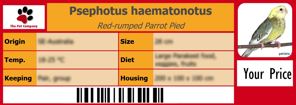 Psephotus haematonotus Red-rumped Parrot Pied 105 x 38 mm